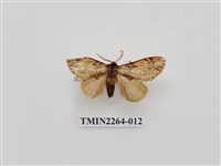 藏品(灰小掌舟蛾)的圖片